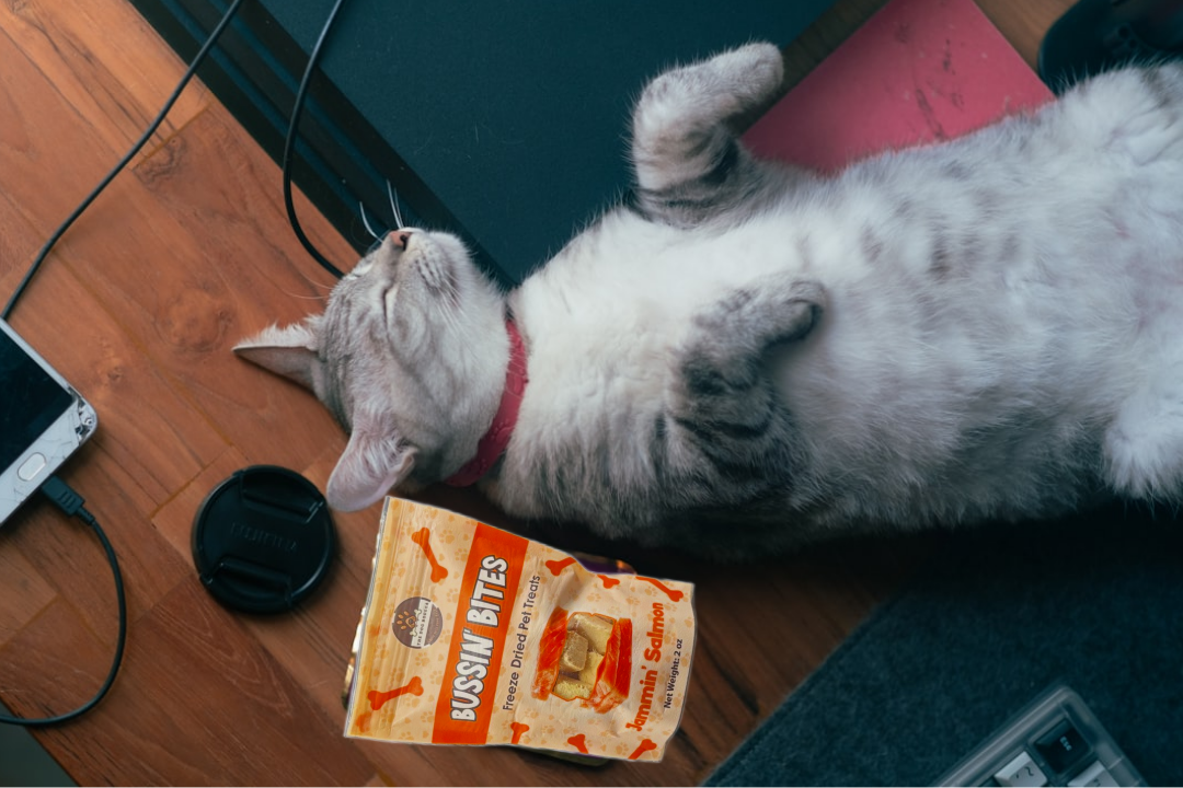 Single Ingredient, High Value Freeze-Dried Training Treats for Dogs & Cats - Salmon - Image 5